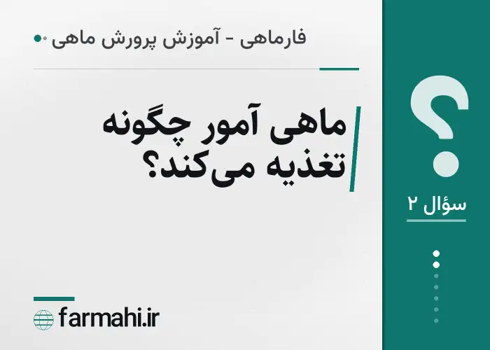 ماهی آمور چگونه تغذیه می‌کند؟