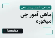 ماهی آمور چی میخوره