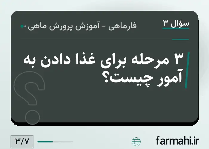 ۳ مرحله برای غذا دادن به آمور چیست؟
