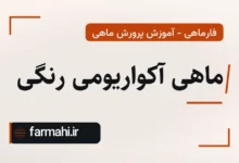 ماهی آکواریومی رنگی