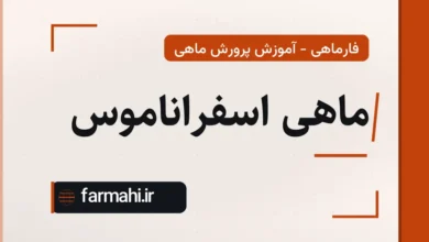 ماهی اسفراناموس