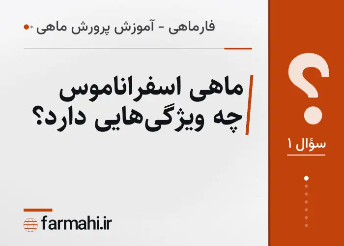 ماهی اسفراناموس چه ویژگی‌هایی دارد؟