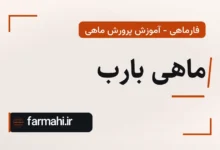 ماهی بارب