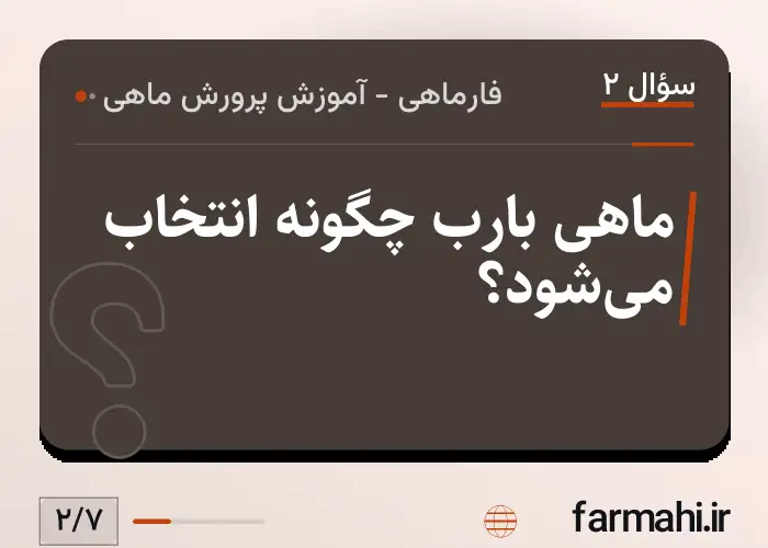 ماهی بارب چگونه انتخاب می‌شود؟