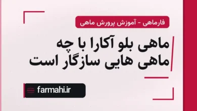 ماهی بلو آکارا با چه ماهی هایی سازگار است