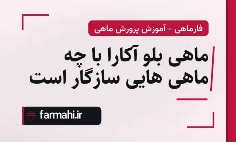 ماهی بلو آکارا با چه ماهی هایی سازگار است