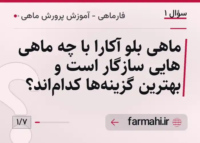 ماهی بلو آکارا با چه ماهی هایی سازگار است و بهترین گزینه‌ها کدام‌اند؟