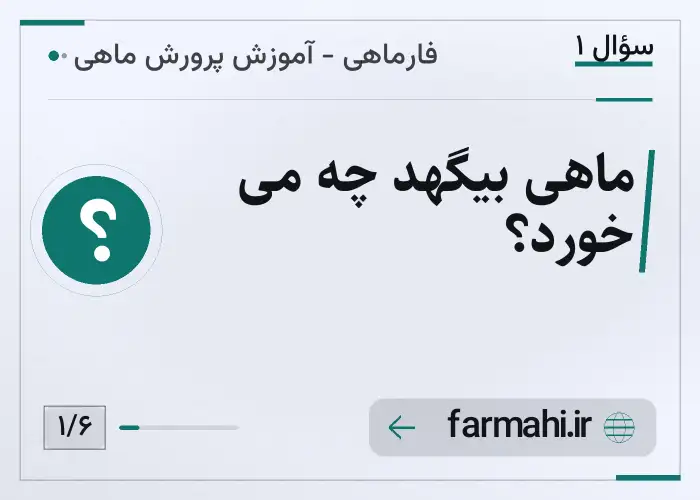 ماهی بیگهد چه می خورد؟