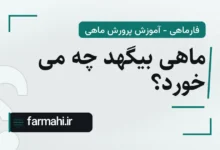 ماهی بیگهد چه می خورد؟