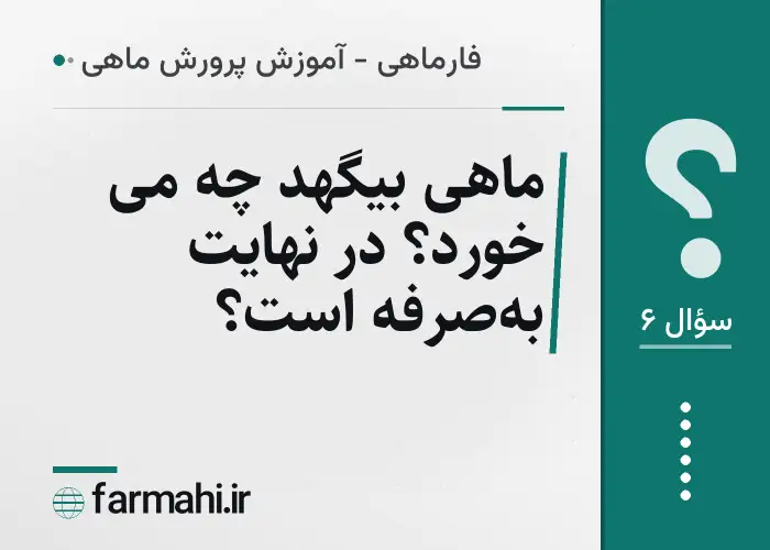 ماهی بیگهد چه می خورد؟ در نهایت به‌صرفه است؟