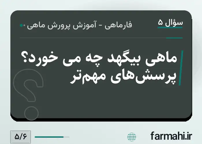 ماهی بیگهد چه می خورد؟ پرسش‌های مهم‌تر