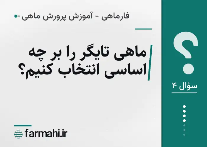 ماهی تایگر را بر چه اساسی انتخاب کنیم؟
