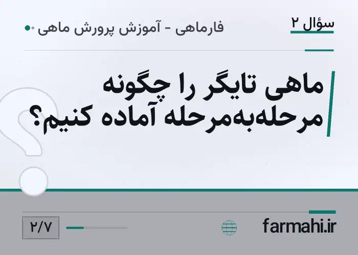 ماهی تایگر را چگونه مرحله‌به‌مرحله آماده کنیم؟
