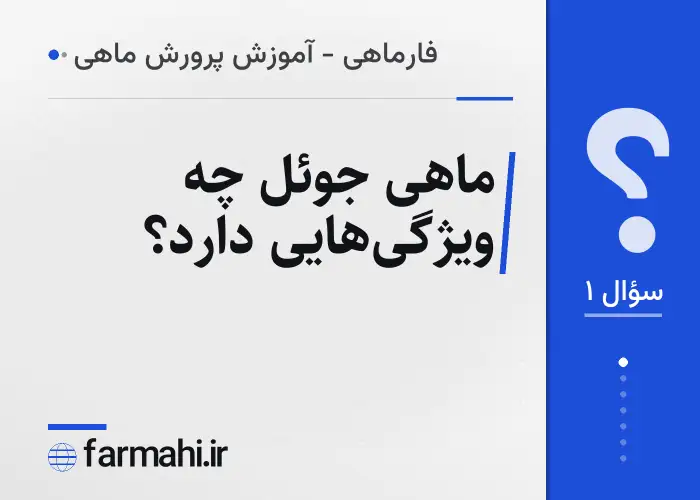 ماهی جوئل چه ویژگی‌هایی دارد؟