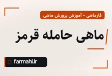 ماهی حامله قرمز