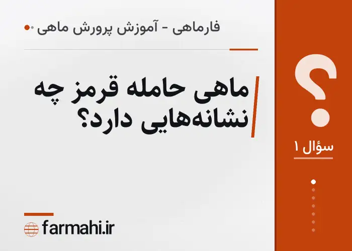 ماهی حامله قرمز چه نشانه‌هایی دارد؟