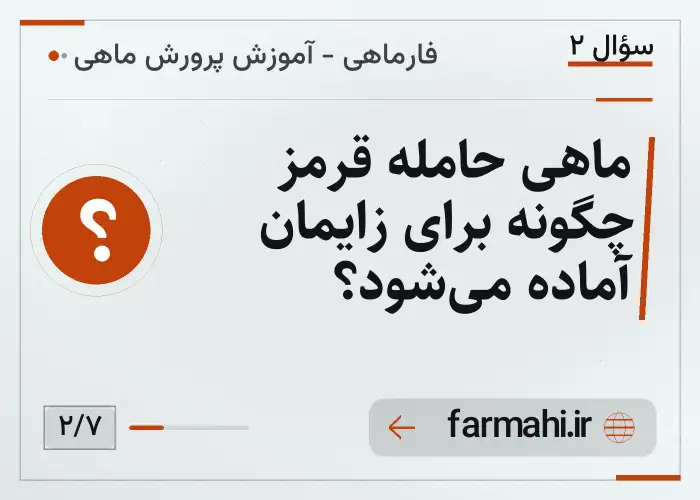 ماهی حامله قرمز چگونه برای زایمان آماده می‌شود؟