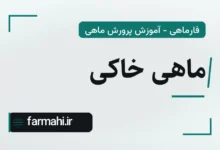 ماهی خاکی