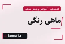 ماهی رنگی