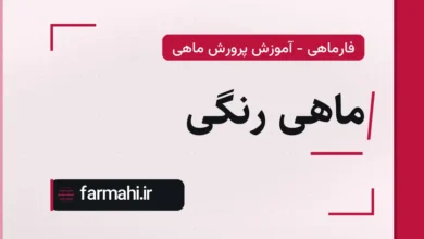ماهی رنگی