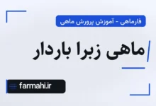 ماهی زبرا باردار
