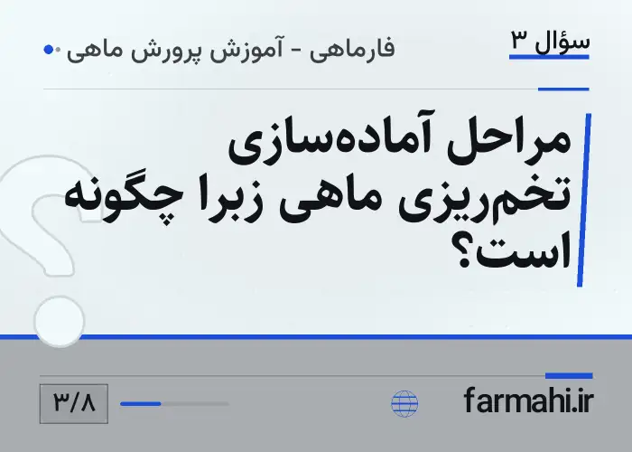 مراحل آماده‌سازی تخم‌ریزی ماهی زبرا چگونه است؟