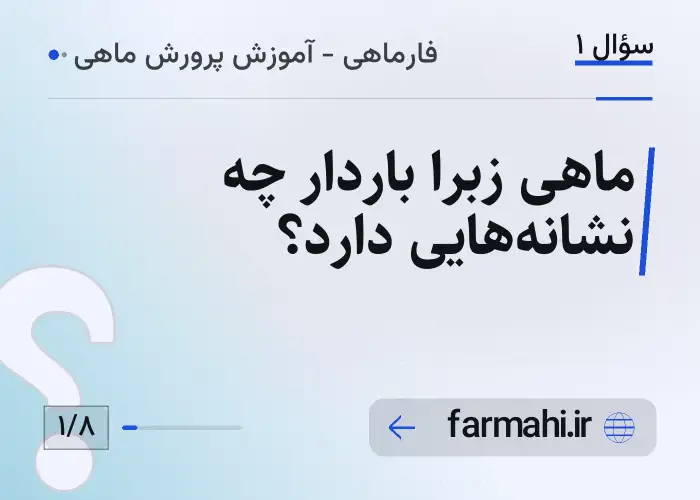 ماهی زبرا باردار چه نشانه‌هایی دارد؟