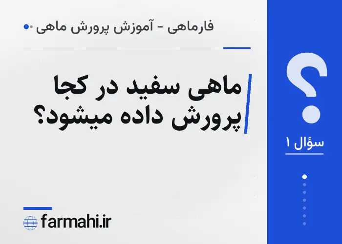 ماهی سفید در کجا پرورش داده میشود؟