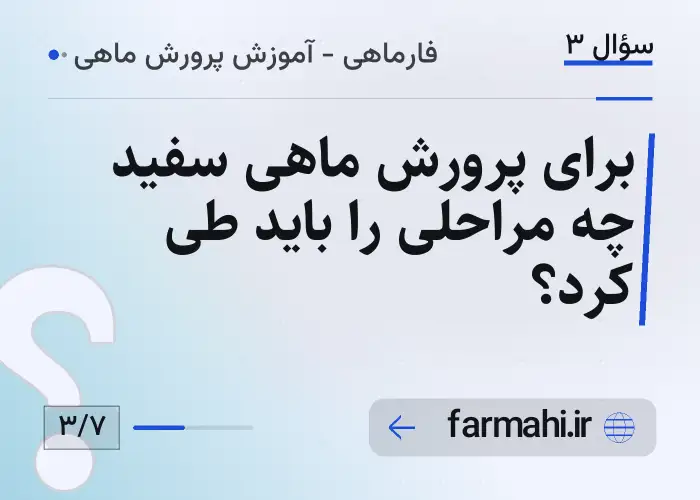 برای پرورش ماهی سفید چه مراحلی را باید طی کرد؟