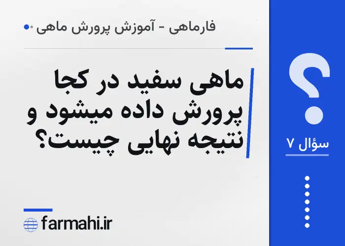ماهی سفید در کجا پرورش داده میشود و نتیجه نهایی چیست؟