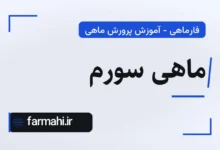 ماهی سورم