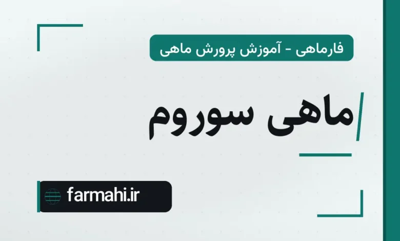 ماهی سوروم