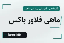 ماهی فلاور باکس
