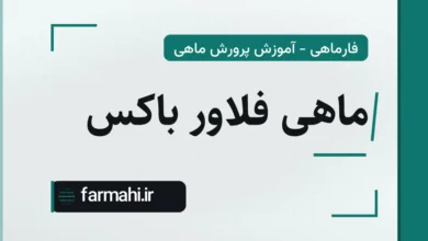 ماهی فلاور باکس