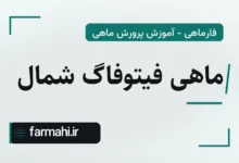 ماهی فیتوفاگ شمال