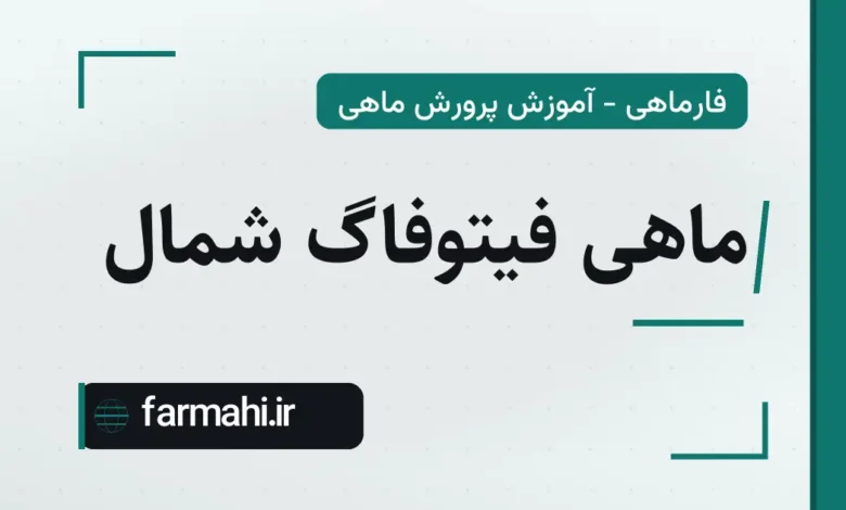 ماهی فیتوفاگ شمال