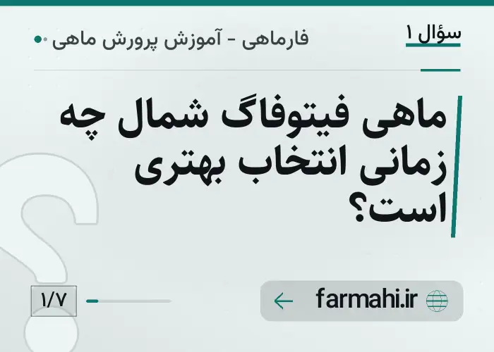 ماهی فیتوفاگ شمال چه زمانی انتخاب بهتری است؟