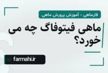ماهی فیتوفاگ چه می خورد؟