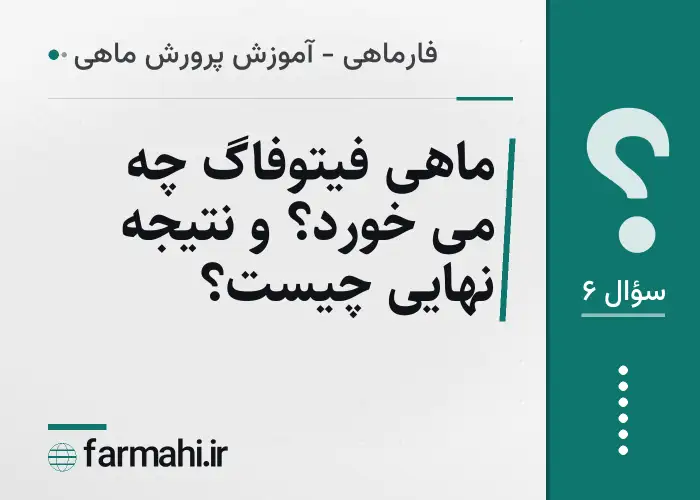 ماهی فیتوفاگ چه می خورد؟ و نتیجه نهایی چیست؟