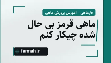 ماهی قرمز بی حال شده چیکار کنم