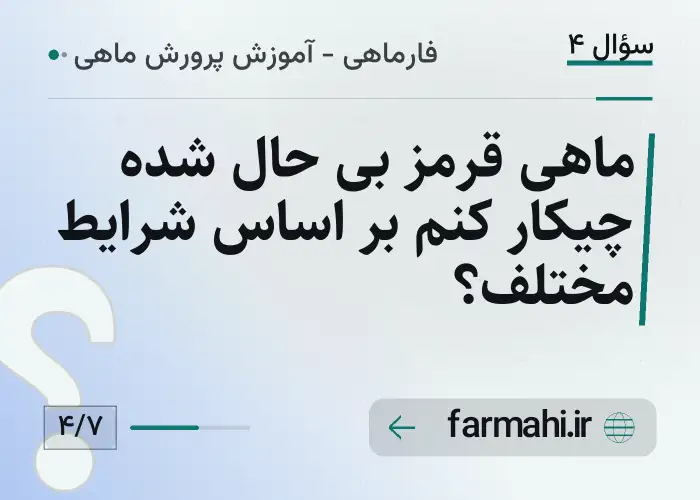 ماهی قرمز بی حال شده چیکار کنم بر اساس شرایط مختلف؟