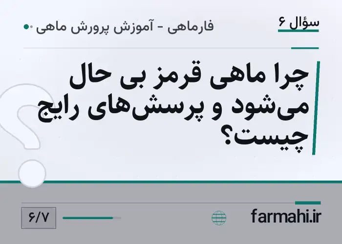 چرا ماهی قرمز بی حال می‌شود و پرسش‌های رایج چیست؟
