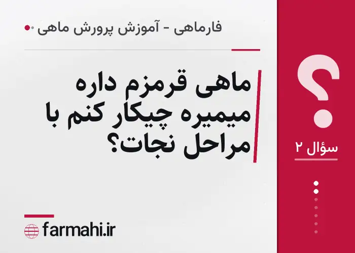 ماهی قرمزم داره میمیره چیکار کنم با مراحل نجات؟