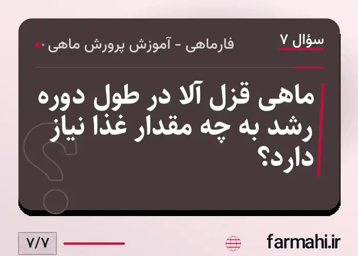 ماهی قزل آلا در طول دوره رشد به چه مقدار غذا نیاز دارد؟