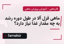 ماهی قزل آلا در طول دوره رشد به چه مقدار غذا نیاز دارد؟