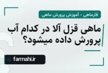 ماهی قزل آلا در کدام آب پرورش داده میشود؟
