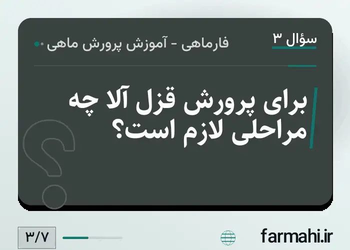 برای پرورش قزل آلا چه مراحلی لازم است؟