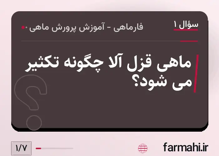 ماهی قزل آلا چگونه تکثیر می شود؟