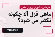 ماهی قزل آلا چگونه تکثیر می شود؟