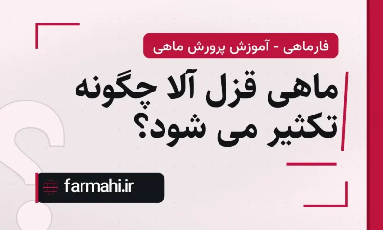 ماهی قزل آلا چگونه تکثیر می شود؟